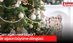 Çam ağacı nasıl büyür? Bir ağacın büyüme döngüsü