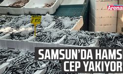 Samsun'da hamsi cep yakıyor!