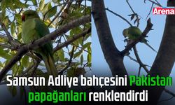 Samsun Adliye bahçesini Pakistan papağanları renklendirdi