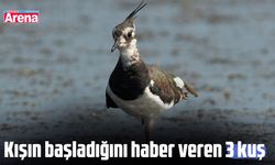 Kışın geldiğini haber veren 3 kuş türü