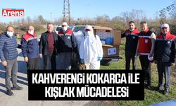 Samsun’da kahverengi kokarca ile kışlak mücadelesi