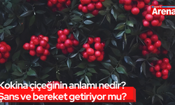 Kokina çiçeğinin anlamı nedir? Şans ve bereket getiriyor mu?