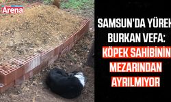 Samsun’da yürek burkan vefa: Köpek sahibinin mezarından ayrılmıyor