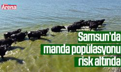 Samsun'da manda popülasyonu risk altında