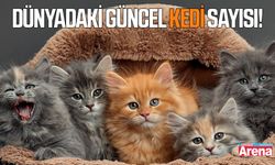 Dünyadaki güncel kedi sayısı!