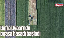 Bafra Ovası’nda pırasa hasadı başladı