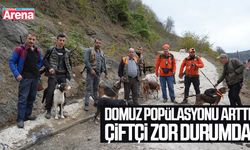 Samsun'da domuz popülasyonu arttı, çiftçi zor durumda