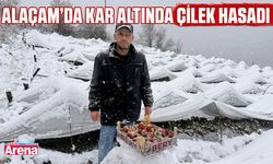 Alaçam’da kar altında çilek hasadı