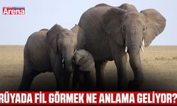 Rüyada fil görmek ne anlama geliyor?