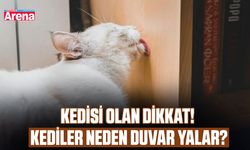 Kedisi olan dikkat! Kediler neden duvar yalar?