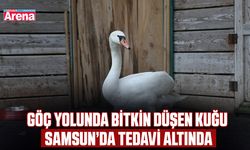 Göç yolunda bitkin düşen kuğu Samsun’da tedavi altında