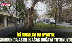 İçi boşalsada ayakta: Samsun'da asırlık ağaç doğaya tutunuyor