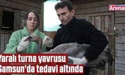 Yaralı turna yavrusu Samsun’da tedavi altında