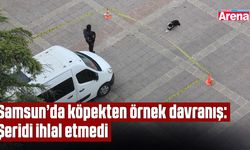 Samsun’da köpekten örnek davranış: Şeridi ihlal etmedi