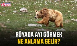 Rüyada ayı görmek ne anlama gelir?
