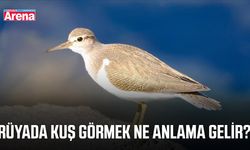 Rüyada kuş görmek ne anlama gelir?