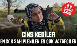 En çok sahiplenilen, en çok vazgeçilen: Cins kediler