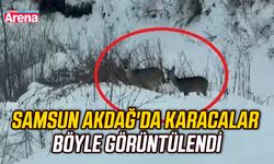 Samsun Akdağ'da karacalar böyle görüntülendi