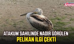 Atakum sahilinde nadir görülen pelikan ilgi çekti