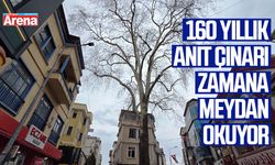 160 yıllık anıt çınarı zamana meydan okuyor
