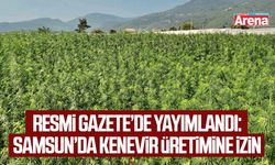 Resmi Gazete’de yayımlandı: Samsun’da kenevir üretimine izin