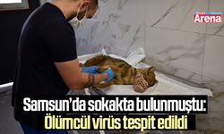 Samsun’da sokakta bulunmuştu: Ölümcül virüs tespit edildi