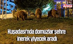 Kuşadası'nda domuzlar şehre inerek yiyecek aradı