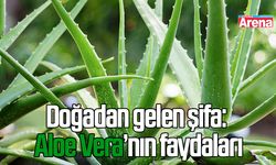 Aloe Vera’nın faydaları