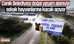 Canik Belediyesi sokak hayvanlarına kucak açıyor