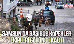 Samsun'da başıboş köpekler ekipleri görünce kaçtı
