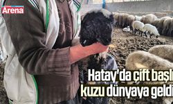 Hatay'da çift başlı kuzu dünyaya geldi