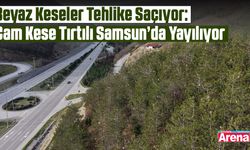 Samsun’da çam kese tırtılı alarmı! Sağlığımız tehdit altında