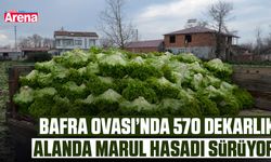Bafra Ovası’nda 570 dekarlık alanda marul hasadı sürüyor
