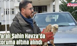 Yaralı Şahin Havza’da koruma altına alındı