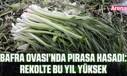 Bafra Ovası’nda Pırasa hasadı: Rekolte bu yıl yüksek