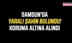 Samsun'da yaralı şahin bulundu! Koruma altına alındı