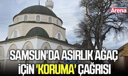 Samsun'da asırlık ağaç için 'koruma' çağrısı