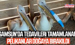 Tedavileri tamamlanan pelikanlar doğaya bırakıldı