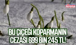 Bu çiçeği koparmanın cezası 699 bin 245 TL!