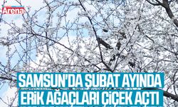 Samsun'da şubat ayında erik ağaçları çiçek açtı