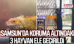 Samsun’da koruma altındaki 3 hayvan ele geçirildi
