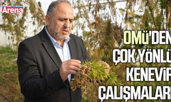OMÜ'den çok yönlü kenevir çalışmaları
