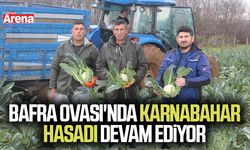 Bafra Ovası'nda karnabahar hasadı devam ediyor