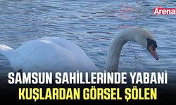 Samsun sahillerinde yabani kuşlardan görsel şölen