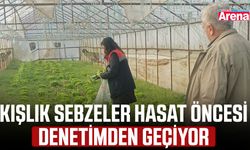 Kışlık sebzeler hasat öncesi denetimden geçiyor