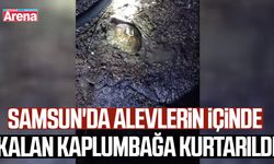 Samsun'da alevlerin içinde kalan kaplumbağa kurtarıldı