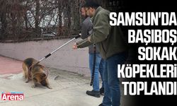 Samsun'da başıboş sokak köpekler toplandı