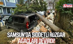 Samsun'da şiddetli rüzgar ağaçları devirdi!