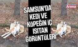 Samsun'da kedi ve köpeğin iç ısıtan görüntüleri