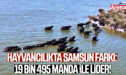 Hayvancılıkta Samsun farkı: 19 bin 495 manda ile lider!